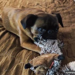 Фото №7 Вязка Пти-брабансон