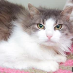 Фото №3 Кошечка Пуша - меховой шарик в добрые руки