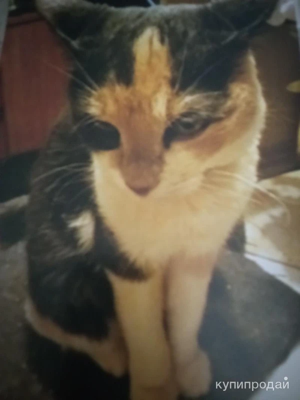 Фото Отдам в добрые руки стерилизованную кошку