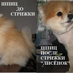 Фото №3 Уход за животными Балаково
