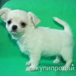 Фото №5 чихуахуа белоснежный мальчик шоу