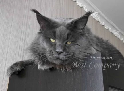 Фото Вязка с котом