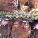 Фото №2 Куры несушки