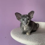 Фото №4 Продаю прекрасных ориентальных котят