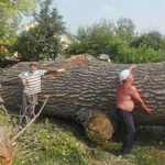 Вырубка спил валка снос деревьев, кронирование, об