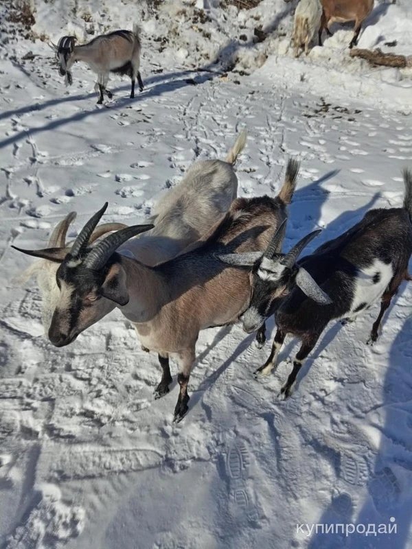 Фото Молоко козье с доставкой