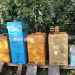 Фото №3 Мёд из Удмуртии