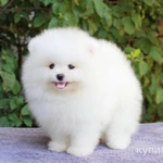 Фото №2 Померанский шпиц