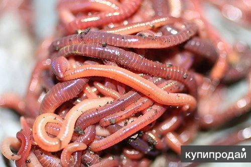 Фото Черви породы "Старатель"