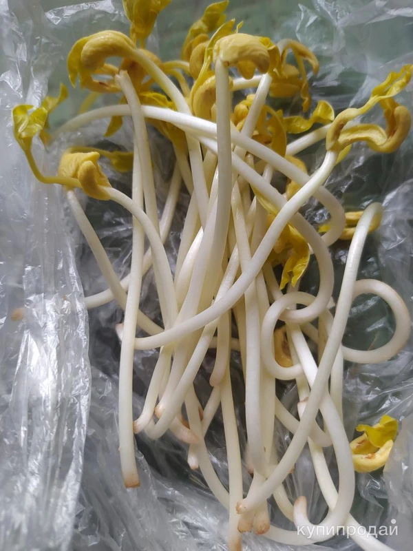 Фото Продаётся фосоль