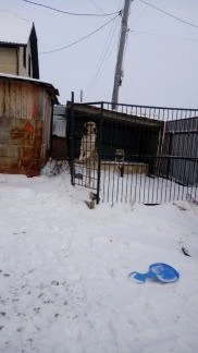 Фото Алабай, вязка
