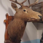 Фото №2 Чучело марала