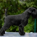 Фото №3 Щенки цвергшнауцера