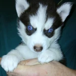 Фото №5 Щенки Хаски с родословной.