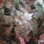 Фото №2 Клён листья. Цена за 100 грамм.