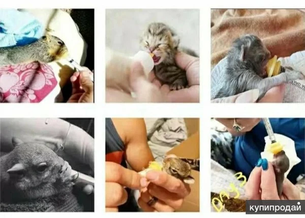 Фото Соски для кормления животных