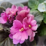 Фото №12 Фиалки