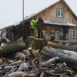 Фото №4 Спил деревьев любой сложности