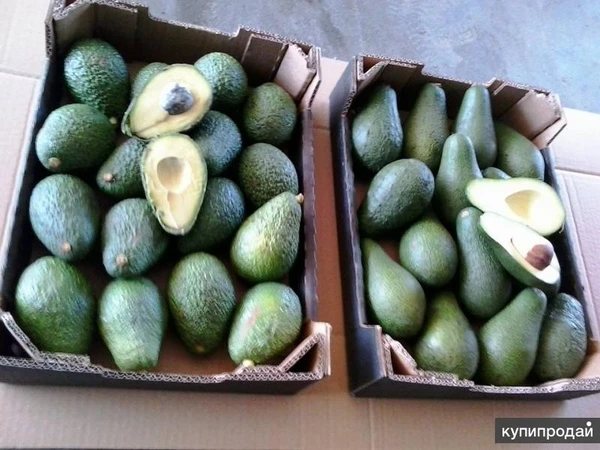 Фото Авокадо из Марокко