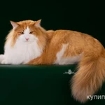 фото Котëнок норвежской лесной кошки.