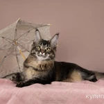 Фото №3 Мейн-кун котята с подарками