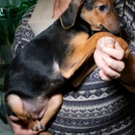 Фото №3 Щенок метис русской гончей