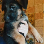 Фото №2 Черные, Чепрачные, Зонарные немцы