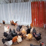 фото Куриные яички