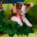 Фото №5 Щенок Австралийской овчарки