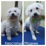 Фото №13 Зоосалон. Стрижка собак и кошек всех пород. Тримминг.