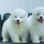Фото №4 Samoyed puppies For Sale