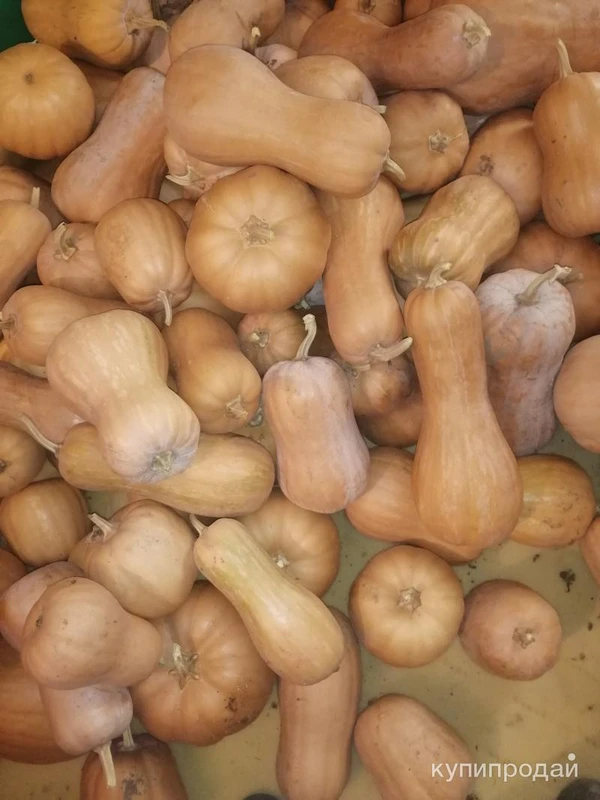 Фото Продам тыкву.