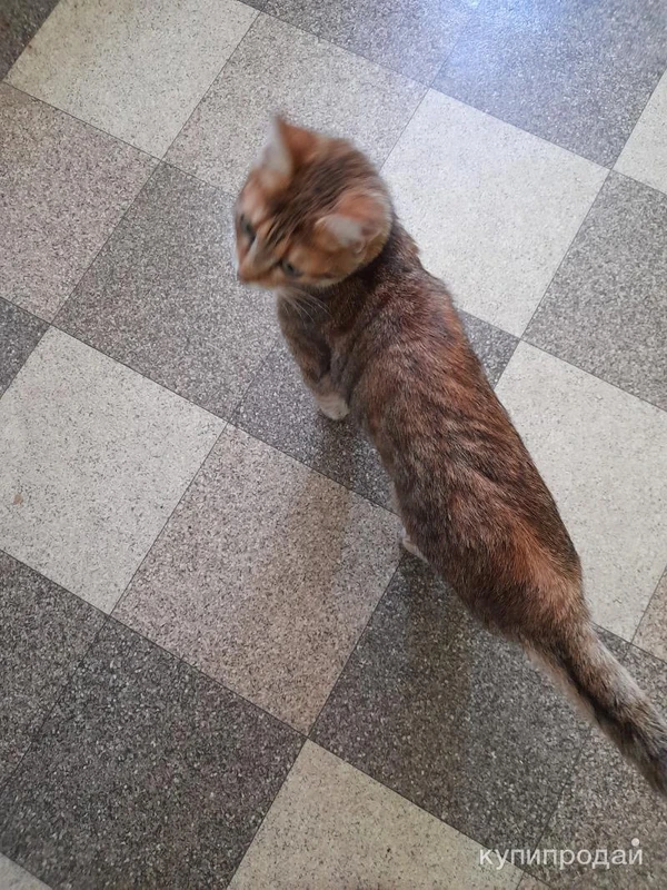 Кото-детка ищет дом