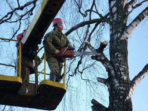 Фото Спиливание деревьев и очистка участков