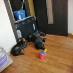 Фото №3 Черные, Чепрачные, Зонарные немцы