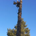 Спил, обрезка и удаление деревьев в Павловском посаде