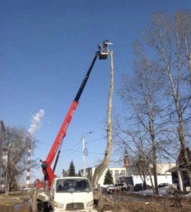 Фото Спил деревьев