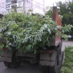 Вывоз веток, листвы в Барнауле