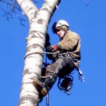 Спилить, обрезать дерево в Дмитровском районе