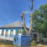 Фото №20 Спил деревьев