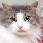 Фото №2 Кошечка Пуша - меховой шарик в добрые руки