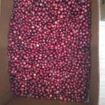 Фото №2 Клюква