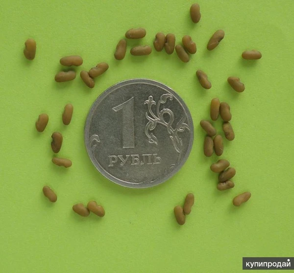 Фото Козлятник восточный. Семена и корни с доставкой по России.