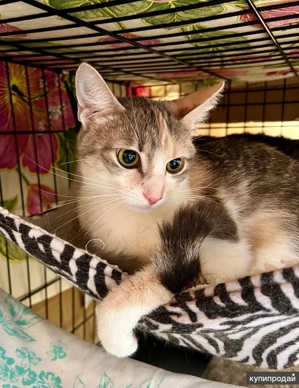 Фото Лика - нежная, теплая, добрая кошка в добрые руки