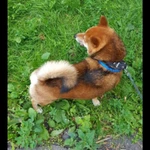 ВЯЗКА КОБЕЛЯ СИБА-ИНУ