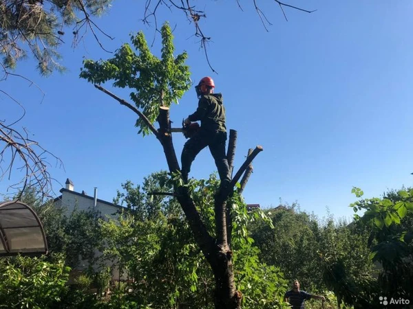 Фото спил деревьев