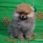 Фото №2 Плюшевый мальчик - померанский шпиц