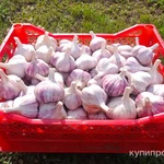 фото Чеснок, урожай 2024