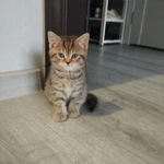фото Котята