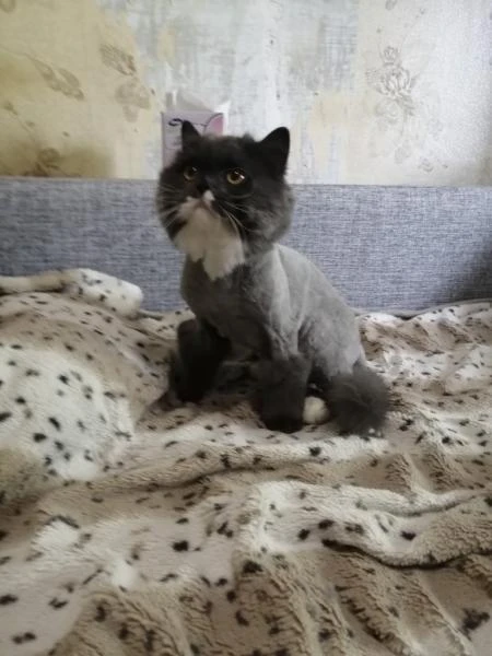 Фото Стрижка кошек 